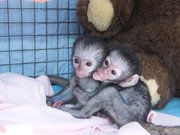 Tamed Capuchin Monkeys For Free  Adoption.